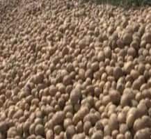 जब आलू के अकाल के कारण लाखों लोगों की हो गई थी मौत, 25 फीसदी तक कम हो गई थी इस देश की आबादी