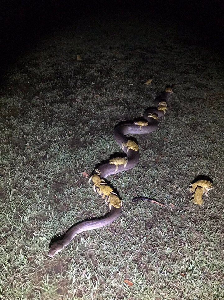 Toads Snake Ride On Python S Back To Escape Storm In Northern Australia