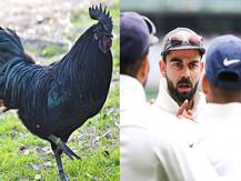 कड़कनाथ: मध्यप्रदेश से विराट कोहली और टीम के लिए आई \'कड़क\' डाइट, जानें क्या है इसमें खास