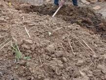 शामली: शराब के विवाद में चचेरा भाई की हत्या, 25 दिन तक गोबर में छुपाकर रखी लाश