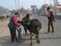 बरेली: योगी सरकार के आवारा पशुओं को पकड़ने के अभियान में अड़ंगा लगा रहे हैं कथित गौ रक्षक