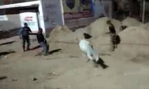 ठांय ठांय के बाद अब यूपी पुलिस कर रही है गाय-गाय, पशुओं को पकड़ने के लिए चला अभियान