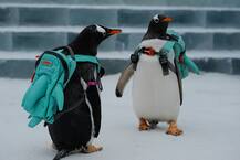 चीन के बर्फ फेस्टिवल में रहा पेंगुइन का बोलबाला, देखें तस्वीरें