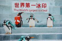 चीन के बर्फ फेस्टिवल में रहा पेंगुइन का बोलबाला, देखें तस्वीरें