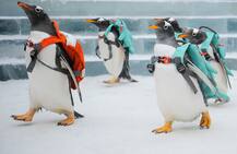 चीन के बर्फ फेस्टिवल में रहा पेंगुइन का बोलबाला, देखें तस्वीरें