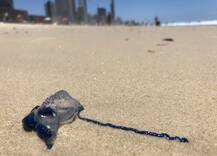 तस्वीरों में: ऑस्ट्रेलिया में लू का कहर, पारा 50 डिग्री सेल्सियस के करीब