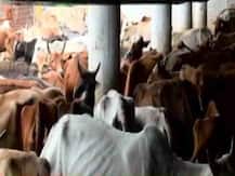 यूपी: कांग्रेस ने कहा- गायों पर राजनीति से बाज नहीं आ रही योगी सरकार