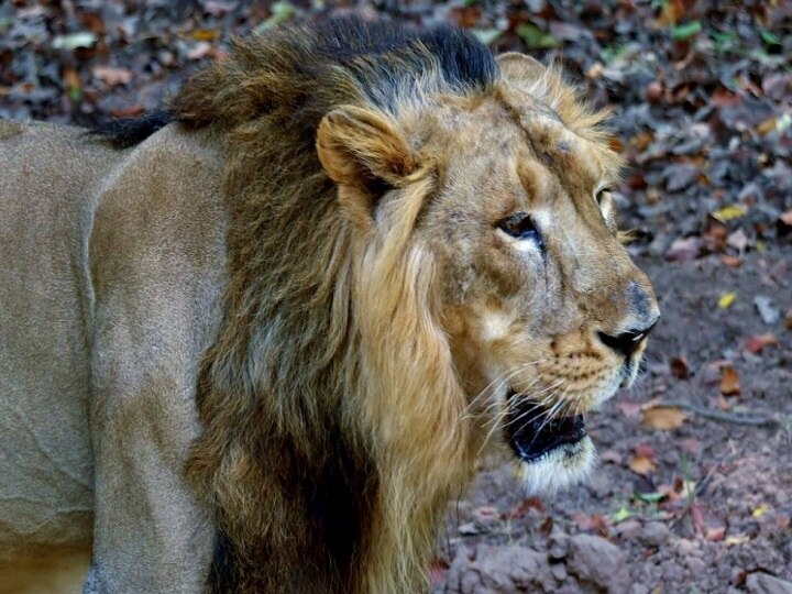 Coronavirus: Four lions infected in Spanish zoo in Barcelona Coronavirus: स्पेनिश चिड़ियाघर में अब चार शेर हुए संक्रमित, दो कर्मचारियों में भी मिले संक्रमण के लक्षण