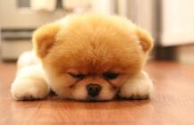 दुनिया के सबसे क्यूट कुत्ते की हुई मौत, पूरा परिवार है शोक में, देखें कितना क्यूट था ये कुत्ता