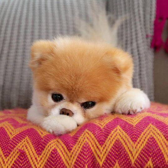 इसके साथ ही साल 2011 में 'बू : द लाइफ ऑफ द वल्र्डस क्यूटेस्ट डॉग' के नाम से बू पर एक किताब भी प्रकाशित हो चुकी है जिसमें बू की कई सारी तस्वीरें छपी हुई हैं.