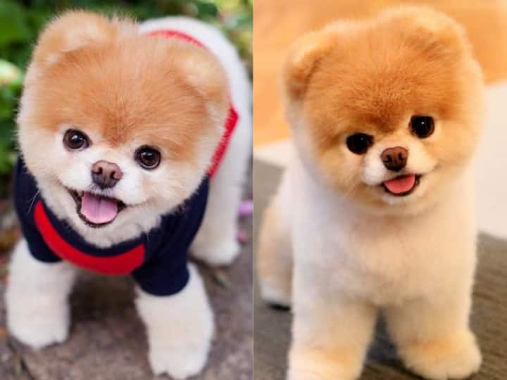 दुनिया के सबसे क्यूट कुत्ते की हुई मौत, पूरा परिवार है शोक में, देखें कितना क्यूट था ये कुत्ता