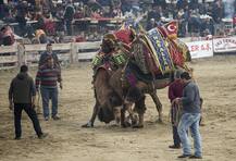 बकरे या बैल की नहीं ये है \'ऊंट\' की लड़ाई, देखिए लड़ते हुए ऊंटों की बेहद शानदार तस्वीरें