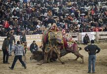 बकरे या बैल की नहीं ये है \'ऊंट\' की लड़ाई, देखिए लड़ते हुए ऊंटों की बेहद शानदार तस्वीरें