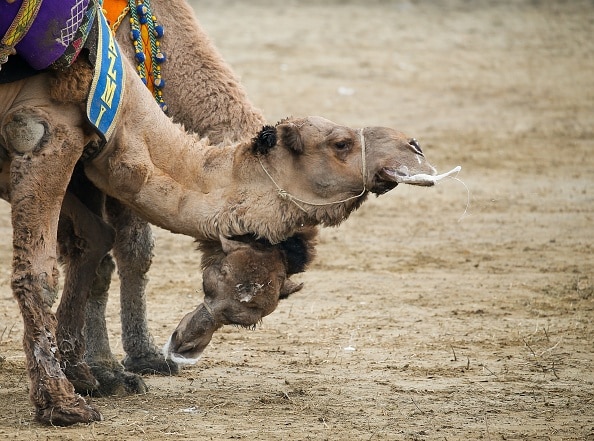 Rajasthan Jodhpur Desert Camel milk Nutrients Income cured Cancer ANN Jodhpur News : ऊंटनी के दूध से 7 हजार परिवारों को मिला रोजगार, इस दूध से कैंसर जैसी घातक बीमारियां ठीक होने का दावा