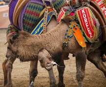 बकरे या बैल की नहीं ये है \'ऊंट\' की लड़ाई, देखिए लड़ते हुए ऊंटों की बेहद शानदार तस्वीरें