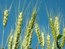 गेहूं की फसल के लिए बेहद फायदेमंद है ये बारिश, किसानों को होगा जबरदस्त फायदा