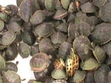 एसटीएफ ने 205 कछुओं के साथ एक तस्कर को किया गिरफ्तार, विदेशों में होती है सप्लाई