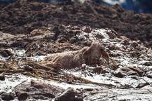 ब्राजील: बांध ढहने से 800 मिलियन गैलन पानी भरा, 58 की मौत और 300 से अधिक लापता