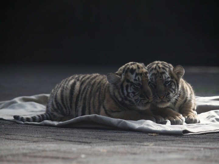 French Couple Purchased cat but end up with a tiger cub, news went viral फ्रांस में एक कपल ने बिल्ली का बच्चा खरीदा लेकिन बॉक्स से निकला छोटा टाइगर