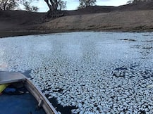 ये कोई सफेद कार्पेट नहीं है- ऑस्ट्रेलिया की डार्लिंग नदीं में लाख़ों मछलियों की मौत, लेकिन कैसे?