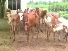 मुजफ्फनगर: लावारिस गायों को रखने के लिये खाली कराया स्कूल, 24 लोगों के खिलाफ मामला दर्ज