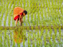 जानिए क्या है, \'रायतु बंधु\' योजना जिस पर अमल कर मोदी सरकार ने दी किसानों को राहत