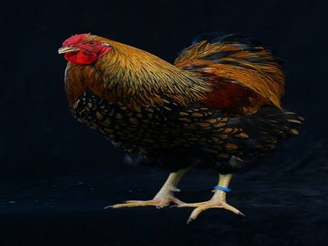 मध्य प्रदेश में मुर्गे ने बच्ची को काटा, थाने पहुंचा मामला मध्य प्रदेश में मुर्गे ने बच्ची को काटा, थाने पहुंचा मामला