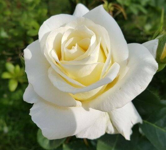 Happy Rose Day (White Rose)सफेद गुलाब पवित्रता, शुद्धता और मासूमियत को दर्शाता है. ये सबसे ज़्यादा शादियों के समय इस्तेमाल किए जाते हैं. सफेद गुलाब के रूप में बहुत ही सुंदर लगता है. अगर आपका पार्टनर से मन-मुटाव हो गया हो तो आज आप उन्हें व्हाइट रोज़ देकर मना सकते हैं.