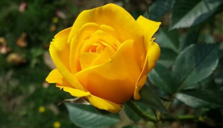 Happy Rose Day (Yellow Rose) पीला रंग उत्साह और दोस्ती को दर्शाता है तो अपने दोस्त को दे येल्लो रोज़ दे सकते हैं. लेकिन सावधान रहें पीले गुलाब को बेवफाई के लिए भी जाना जाता है. यदि आपको पार्टनर से रिश्ता खत्म करना हो तो उन्हें पीला गुलाब देकर ब्रेकअप कर सकते हैं.