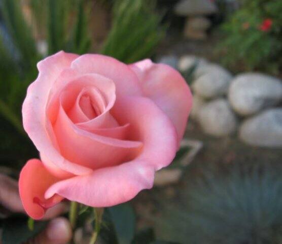 Happy Rose Day (Pink Rose) खुशी, रोमांस, प्रशंसा, मिठास, धन्यवाद इन सबके लिए पिंक रोज़ सबसे अच्छा माना जाता है. यदि आप वैंलेंटाइन को एक अलग तरीके से मनाते हैं तो आप अपने जीवन साथी को पिंक रोज़ दे सकते हैं और उन्हें अपने जीवन में खुशियां भरने के लिए थैंक्स कह सकते हैं.