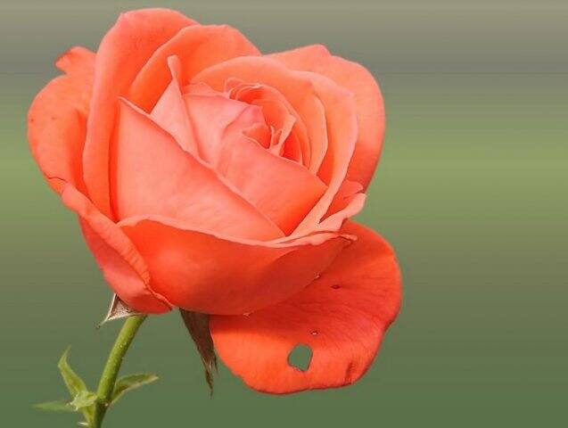Happy Rose Day (Orange Rose)औरेंज कलर भावना का प्रतिनिधित्व करता है. ये गहरे रंग के खिलते जुनून को दर्शाता हैं. अगर आप अपने प्यार के लिए एक बहुत मज़बूत संदेश देना चाहते हैं तो रेड रोज़ के साथ एक औरेंज रोज भी पार्टनर को दें.
