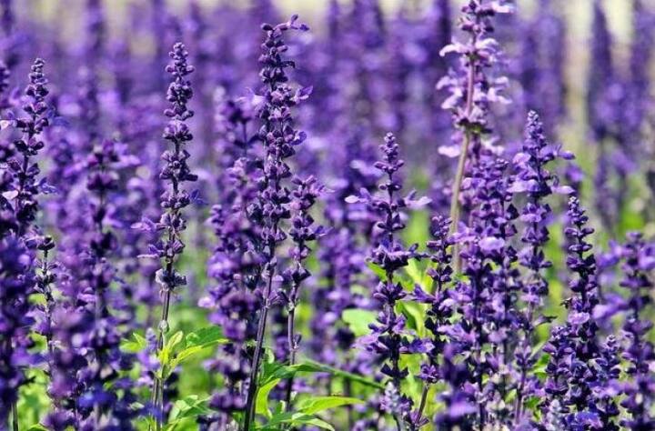 Happy Rose Day (Lavender Rose)लैवेंडर रोज़ यूं तो बहुत कम जगह मिलता है लेकिन यदि आप रोज़ डे के दिन अपने प्यार के लिए कुछ अनोखा करना चाहते है तो लैवेंडर रोज़ लेकर जाएं क्यूंकि इसकी सुंदरता के साथ-साथ इसकी खुशबू भी बहुत लाजवाब होती हैं.