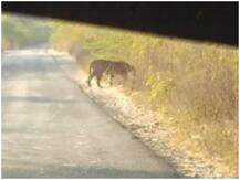 गुजरात: 27 साल बाद नजर आए बाघ, वन विभाग ने शुरू किया सर्च ऑपरेशन