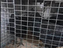 मध्य प्रदेश: कोरोना काल में बढ़ रही पोषक तत्वों से भरपूर कड़कनाथ मुर्गे की मांग