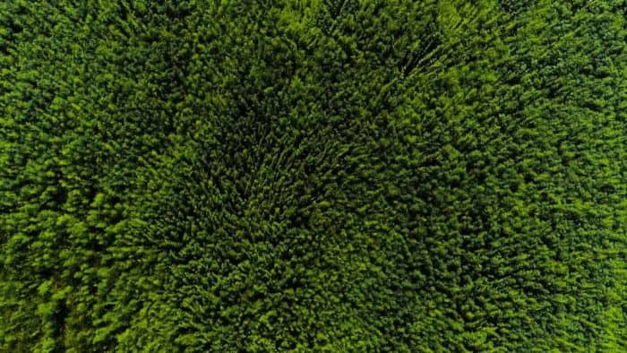 China and India are making the planet greener: NASA दुनिया को हरा-भरा बनाने में भारत, चीन सबसे आगे : नासा