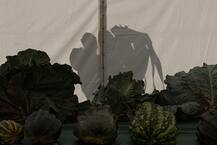 तस्वीरों में देखिए, इंसानों जितनी बड़ी बंदगोभी, जानें, इसकी खास बात