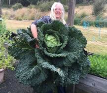 तस्वीरों में देखिए, इंसानों जितनी बड़ी बंदगोभी, जानें, इसकी खास बात