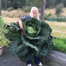 तस्वीरों में देखिए, इंसानों जितनी बड़ी बंदगोभी, जानें, इसकी खास बात