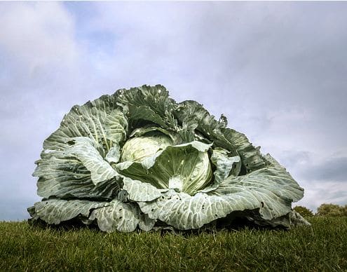 रोज अपने छोटे से गार्डन की सब्जियों से अक्सर मेहमानों को नई-नई डिश बनाकर खिलाती हैं. अक्सर ईवनिंग में उनके यहां मेहमानों का तांता लगता है.  फोटोः गेटी इमेज 