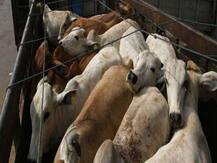 ह्यूमन राइट वॉच का खुलासा- देश में पिछले तीन साल में गौ से संबंधित मामले में 44 की हत्या