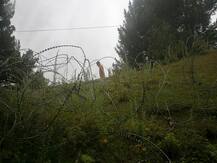 RTI में खुलासा- इस साल के 7 महीनों में पाकिस्तान ने हर दिन 13 बार किया संघर्ष विराम का उल्लंघन