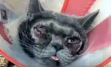 हैरतअंगेज! इस महिला ने अपनी बिल्‍ली की करवाई प्‍लास्टिक सर्जरी, खर्च किए 1 लाख से अधिक, जानें कौन है ये