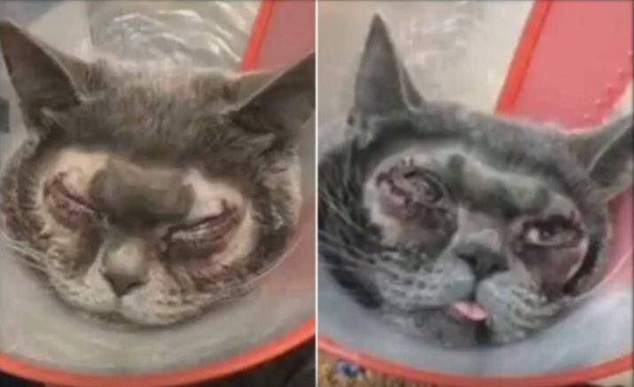 शिया ने बिल्ली के चेहरे पर खासकर आंखों के आसपास प्लास्टिक सर्जरी करवा दी. 