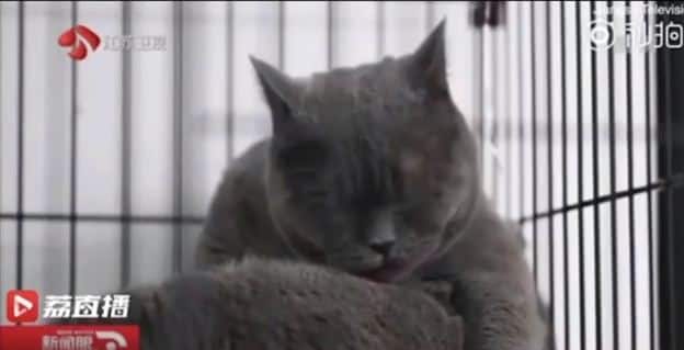 इस प्लास्टिक सर्जरी के लिए शिया ने 1 लाख 5 हजार रूपए खर्च किए. रिपोर्ट के मुताबिक, इस सर्जरी की वजह से बिल्ली की आंखें सूज गई और लाल हो गई.