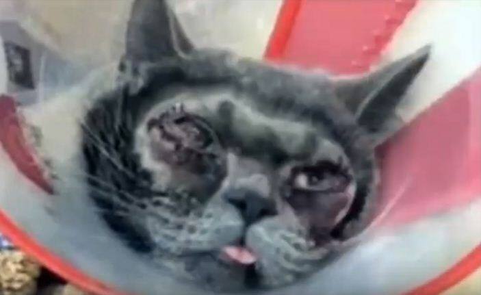 चीन के लोकल चैनल पर ये खबर चलाई गई और बिल्ली की फोटो भी जारी की गई. शिया अब सोशल मीडिया पर ट्रोल हो रही है. लोग उसे बिल्ली पर किए अत्याचार के लिए आलोचना कर रहे हैं.