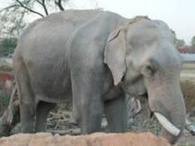 अजीबोगरीब घटना: नहलाने गया था महावत, हाथी के नीचे आया, हुई मौत