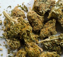 South 24 Pargana: গাঁদা ফুলের নাম করে বাড়িতে গাঁজা চাষ, পলাতক মালিকের খোঁজে পুলিশ