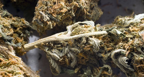 व्यायाम के बाद यदि भांग के कुछ बीज जूस में मिलाकर पीएंगे तो बेहतर होगा. ऐसा करने से शरीर को प्रोटीन और अमीनो एसिड मिलेगा. साथ ही ये अतिरिक्‍त कैलोरी को जलाता है. 