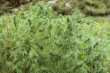 Centre To Delhi High Court: सरकार ने HC को बताया- 'कैनेबिस' पूरी तरह बैन नहीं, इस काम के लिए कर सकते हैं इस्तेमाल