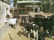 गोरखपुर: पशुओं की कब्रगाह बना गो-सेवा केन्‍द्र, भूख से मौत की शिकायत पर केस दर्ज